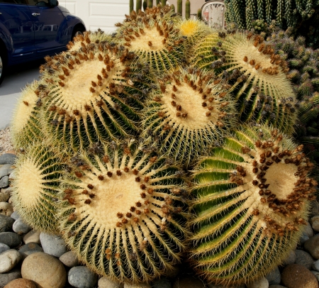 Echinocactus grusonii, barrel cactus, golden barrel cactus, golden ball cactus, golden ball, a cactus with single or clustered stems, globose, up to 1 m in diam with 20-40 ribs and golden yellow spines becoming paler with age  の写真素材