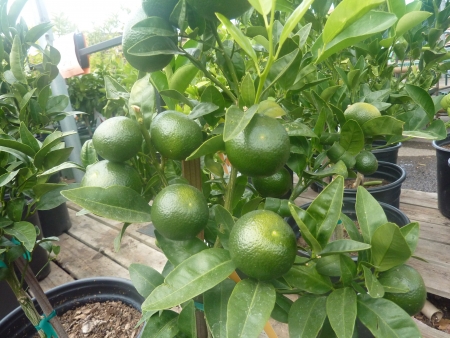 W  Arcott Mandarin, Citrus reticulata cultivar from Californiaの写真素材