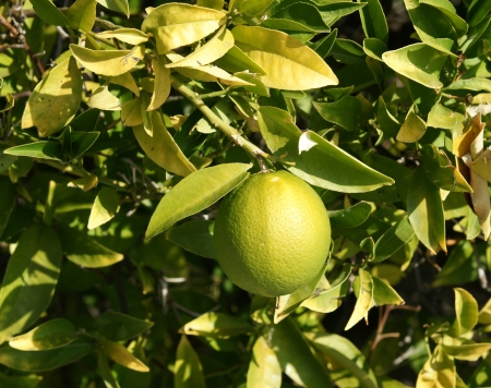 Citrus sinensis, sweet orange, evergreen tree with narrowly winged petioles, globose orange fruit with tight smooth skin and solid core, segments 10-14, pulp sweet, used for juices and as dessert fruit の写真素材