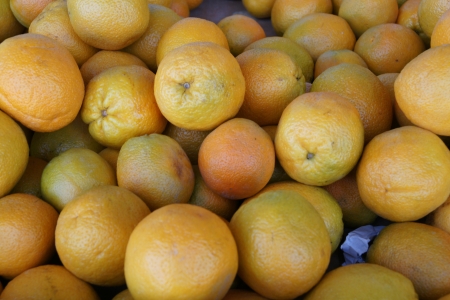 Citrus sinensis, sweet orange, evergreen tree with narrowly winged petioles, globose orange fruit with tight smooth skin and solid core, segments 10-14, pulp sweet, used for juices and as dessert fruit の写真素材