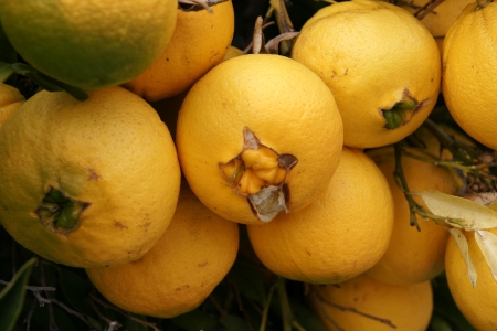 Navel orange, Citrus sinensis, seedless oranges with navel like opening through which another fruit sometimes emerges  Propagated through cuttings の写真素材