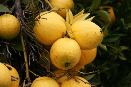 Navel orange, Citrus sinensis, seedless oranges with navel like opening through which another fruit sometimes emerges  Propagated through cuttings の写真素材
