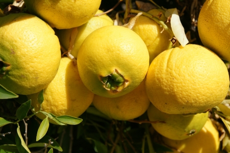 Navel orange, Citrus sinensis, seedless oranges with navel like opening through which another fruit sometimes emerges  Propagated through cuttings の写真素材