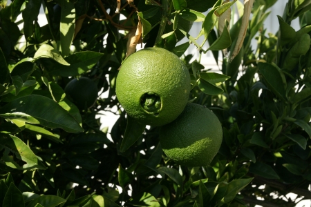 Navel orange, Citrus sinensis, seedless oranges with navel like opening through which another fruit sometimes emerges  Propagated through cuttings の写真素材