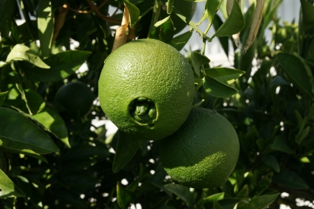 Navel orange, Citrus sinensis, seedless oranges with navel like opening through which another fruit sometimes emerges  Propagated through cuttings の写真素材
