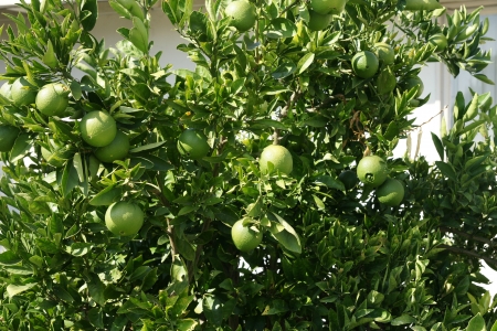 Navel orange, Citrus sinensis, seedless oranges with navel like opening through which another fruit sometimes emerges  Propagated through cuttings の写真素材