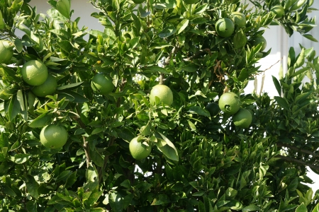 Navel orange, Citrus sinensis, seedless oranges with navel like opening through which another fruit sometimes emerges  Propagated through cuttings の写真素材