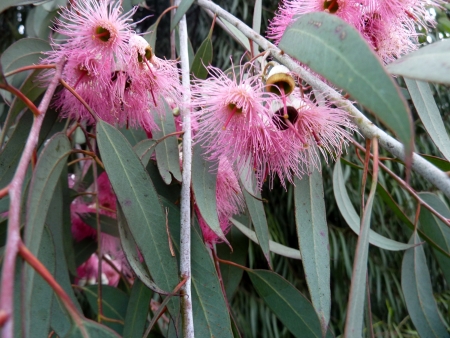 red-flowered yellow gum, Eucalyptus leucoxylon, cv  rosea, tree with mottled bark, lanceolate leaves, flowers with pink stamens in 3-flowered cymes  Fruit ovoid, 10-12 mm の写真素材