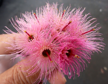 red-flowered yellow gum, Eucalyptus leucoxylon, cv  rosea, tree with mottled bark, lanceolate leaves, flowers with pink stamens in 3-flowered cymes  Fruit ovoid, 10-12 mm の写真素材