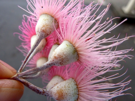 red-flowered yellow gum, Eucalyptus leucoxylon, cv  rosea, tree with mottled bark, lanceolate leaves, flowers with pink stamens in 3-flowered cymes  Fruit ovoid, 10-12 mm の写真素材