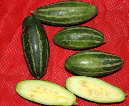 Pointed gourd, parwal, Trichosanthes dioica, an annual vine with unlobed leaves, white beautiful flowers and 5-12 cm long fruits pointed at ends, green with white stripes  Used as vegetable の写真素材