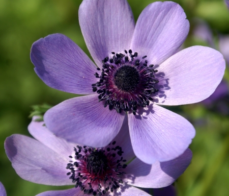 Anemone coronaria, poppy anemone, ornamental herb with dissected leaves and beautiful flowers in many colors, with Numerous stamens          の写真素材