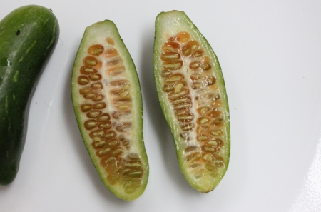 Ivy gourd, little gourd, baby watermelon, gentleman s toes, scarlet gourd, Coccinia grandis botanically syn Bryonia grandis Coccinia indica, C  cordifolia, Cephalandra indica is a tropical perennial vine in India, Africa and Asia Used as vegetable の写真素材