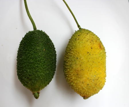 teasel gourdの写真素材