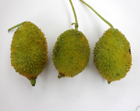 teasel gourd, Kakrol, Momordica Momordica subangulata subsp renigera syn renigera, a perennial vine with undivided to 3 to 5-lobed leaves, white to yellow flowers with spotted base The fruit is ovoid, 5-7 cm long with flattened spines  の写真素材