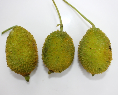 teasel gourdの写真素材