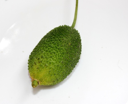 teasel gourdの写真素材