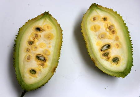 teasel gourdの写真素材