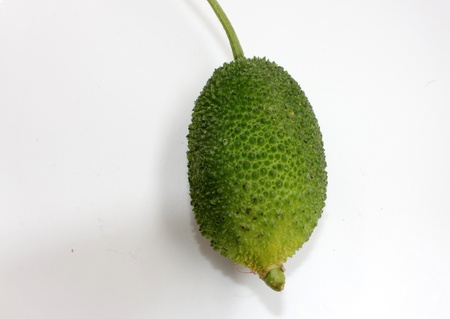 teasel gourd の写真素材