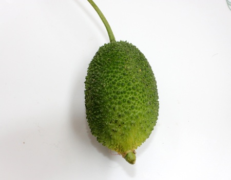 teasel gourdの写真素材