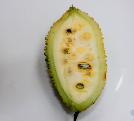 teasel gourd, Kakrol, Momordica Momordica subangulata subsp renigera syn renigera, a perennial vine with undivided to 3 to 5-lobed leaves, white to yellow flowers with spotted base The fruit is ovoid, 5-7 cm long with flattened spines  の写真素材