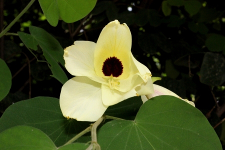 Yellow Bauhinia, Bauhinia tomentosa, Shrub or small tree with rounded leaves and yellow flowers cleft at tip with a circular reddish-brown spot at the base of upper petal の写真素材