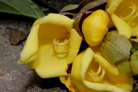 Parrots beak, hedgehog, Gmelina philippensis, evergreen shrub or tree with pendent braches, simple leaves and yellow flowers in spikes with large subtending bractsの写真素材