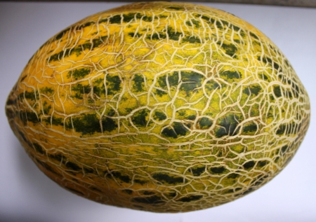 Cucumis melo var cantapulensis, Afghan melon, kabul melon, melon reticulated skin surface yellow with dark green patches, white sweet crisp fleshの写真素材