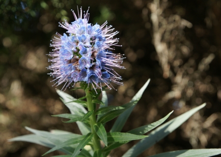blue flowers の写真素材