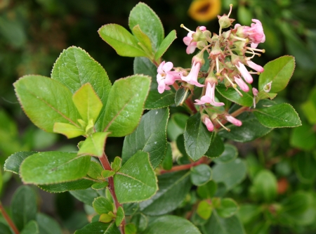 Escallonia x exoniensis  Fradesii , Pink Princess, hybrid between E  rubra and E  rosea, a cultivated shrub elliptic leaves, up to 4 cm long, white to rose tinted flowers, inflorescence ribbed and pubescentの写真素材