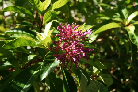 flowers in flat-toppedの写真素材