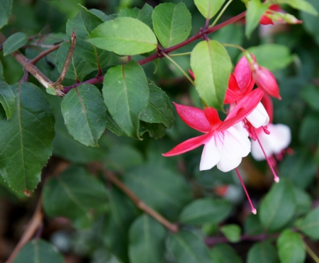 flowers semi-doubleの写真素材