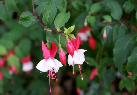 flowers semi-doubleの写真素材