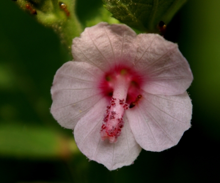 Urena lobata, Malvaceae, herb to shrub with small white flowers with reddish base, staminal column white with pink anthers          の写真素材