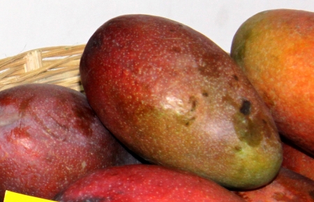 Ambika variety of mango, Mangifera indica, A hybrid CISH-M-1, a cross between Amrapali and Janardhan Pasand, the fruit is yellow flushed with red, firm flesh and scanty fibres  It has good potential for domestic and export marketsの写真素材