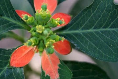 Euphorbia cyathophora, painted leaf, Mexican fire plant, Fire-on-the-mountain  Annual herb with entire or fiddle-shaped, sometimes slightly lobed, upper leave red at base; cyathia in clusters, each with 1-2 glands, somewhat 2-lipped                       の写真素材