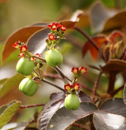 Jatropha gossypifolia, bellyache-bush, black physicnut  cotton-leaf physicnut, softwooded shrub with palmately lobed leaves, flushed with red, petioles covered with gland-tipped hairs, capsules smooth                               の写真素材