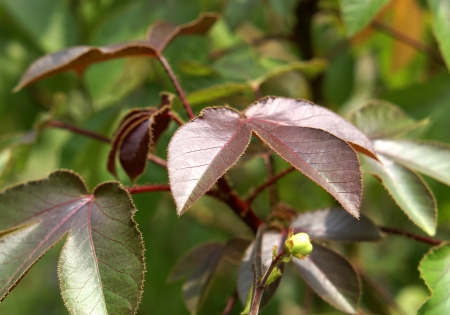 Jatropha gossypifolia, bellyache-bush, black physicnut  cotton-leaf physicnut, softwooded shrub with palmately lobed leaves, flushed with red, petioles covered with gland-tipped hairs, capsules smooth                                の写真素材