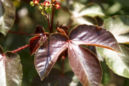 Jatropha gossypifolia, bellyache-bush, black physicnut  cotton-leaf physicnut, softwooded shrub with palmately lobed leaves, flushed with red, petioles covered with gland-tipped hairs, capsules smooth                          の写真素材