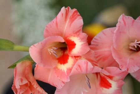 Gladiolus hybridus, pale pink flower with dark base, leaves spade-like on stem arising from underground corm, flowers showy on spike                      の写真素材