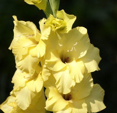 Gladiolus hybridus, pale yellow flower, leaves spade-like on stem arising from underground corm, flowers showy on spike                      の写真素材