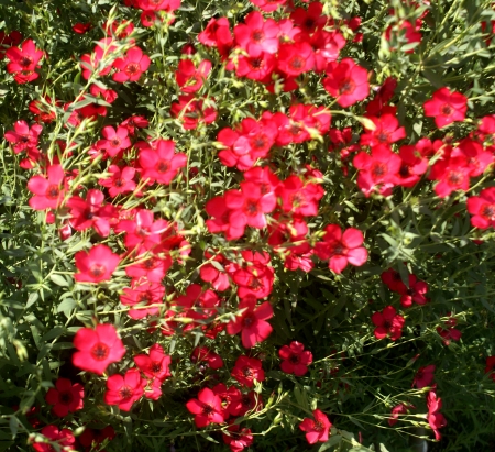 Linum grandiflorum, Linaceae, Crimson flax, scarlet flax, flowering flax, red flax, Ornamental herb with linear leaves, and large red 25-35 mm across flowers                の写真素材