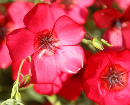 Linum grandiflorum, Linaceae, Crimson flax, scarlet flax, flowering flax, red flax, Ornamental herb with linear leaves, and large red 25-35 mm across flowers                               の写真素材
