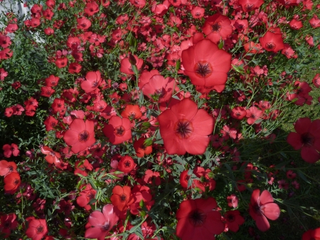 Linum grandiflorum, Linaceae, Crimson flax, scarlet flax, flowering flax, red flax, Ornamental herb with linear leaves, and large red 25-35 mm across flowers                の写真素材