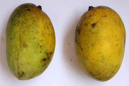 Chausa mango, Mangifera indica, a late maturing variety of mango reaching the market in middle of July to middle of August  The fruits about 250-350 gm in weight , turn bright yellow when mature  The pulp is very soft, juicy, sweet and ideal for sucking  の写真素材