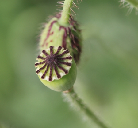 Papaver rhoeas, common poppy, corn poppy, shirley poppy, garden ornamental with hairy often lobed leaves and red to pinkish flowers on long stalk, capsule with rays の写真素材