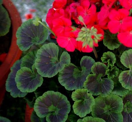 Pelargonium hortorum, house geranium, zonal geranium, soft stemed houe plant, with rounded-kidey-shaped leaves, and red to purple flowers in umbel-like clusters  Source of geranium oil                    の写真素材