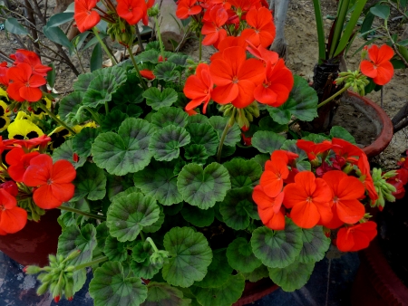 Pelargonium hortorum, house geranium, zonal geranium, soft stemmed house plant, with rounded-kidney-shaped leaves, and red to purple flowers in umbel-like clusters  Source of geranium oil の写真素材