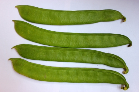 Sword bean, Canavalia gladiata, scimitar bean, Vine with sword-like flat pods up to 30 cm long and up to 5 cm broad with large 25-30 mm long seeds  Pods as vegetable の写真素材