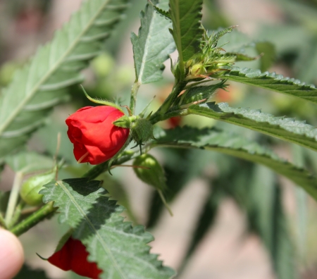 Pentapetes phoenicea, Midday Flower, Scarlet Mallow, Copper Cups, Florimpia, Noon Flower, Scarlet Pentapetes, Scarlet phoenician,  herb with crenate leaves and red flowers opening at noon  の写真素材
